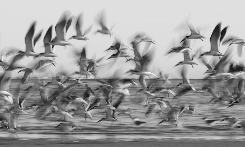 Avian Motion
