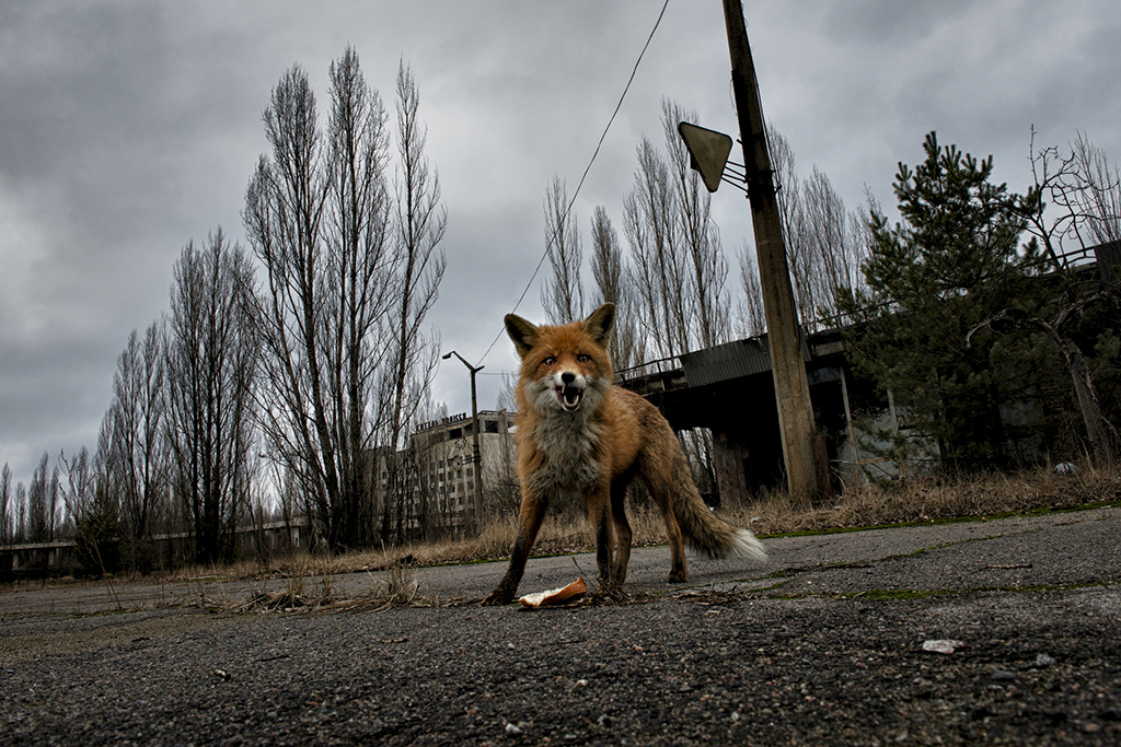the radioactive fox in Chernobyl