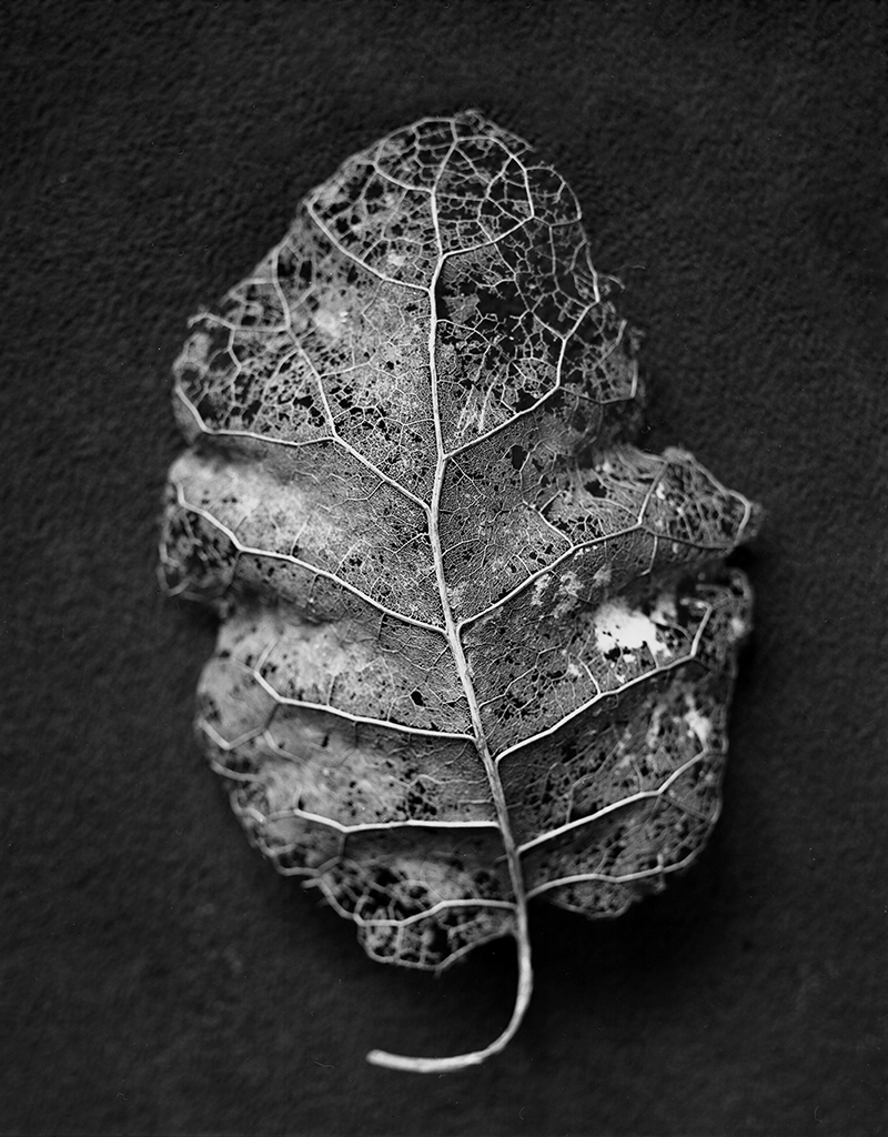 thumbnail Brachyglottis leaves