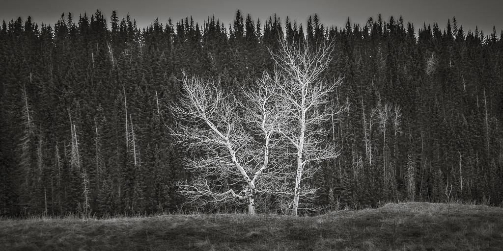 Alberta Trees