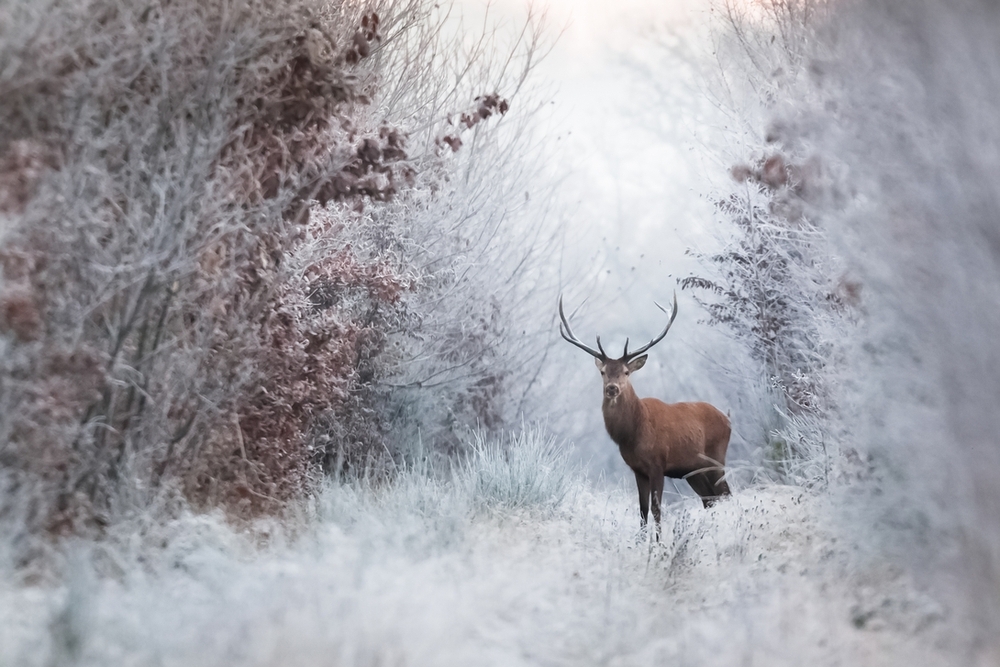 Stag in autumn and winter