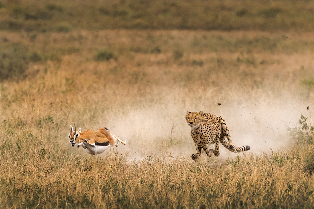 Cheetah Chasing a Thomson’s Gazelle