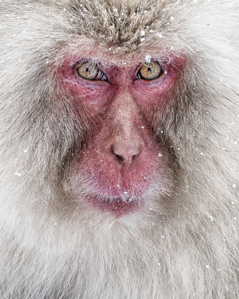 Portrait Of Snow Monkey