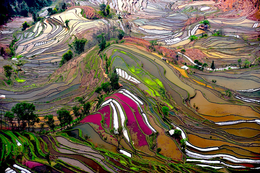 Beauty Paddy fields of China 