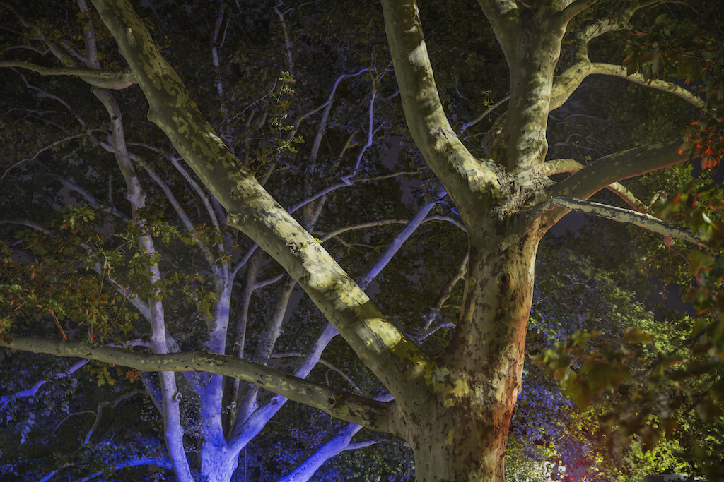 Night Trees