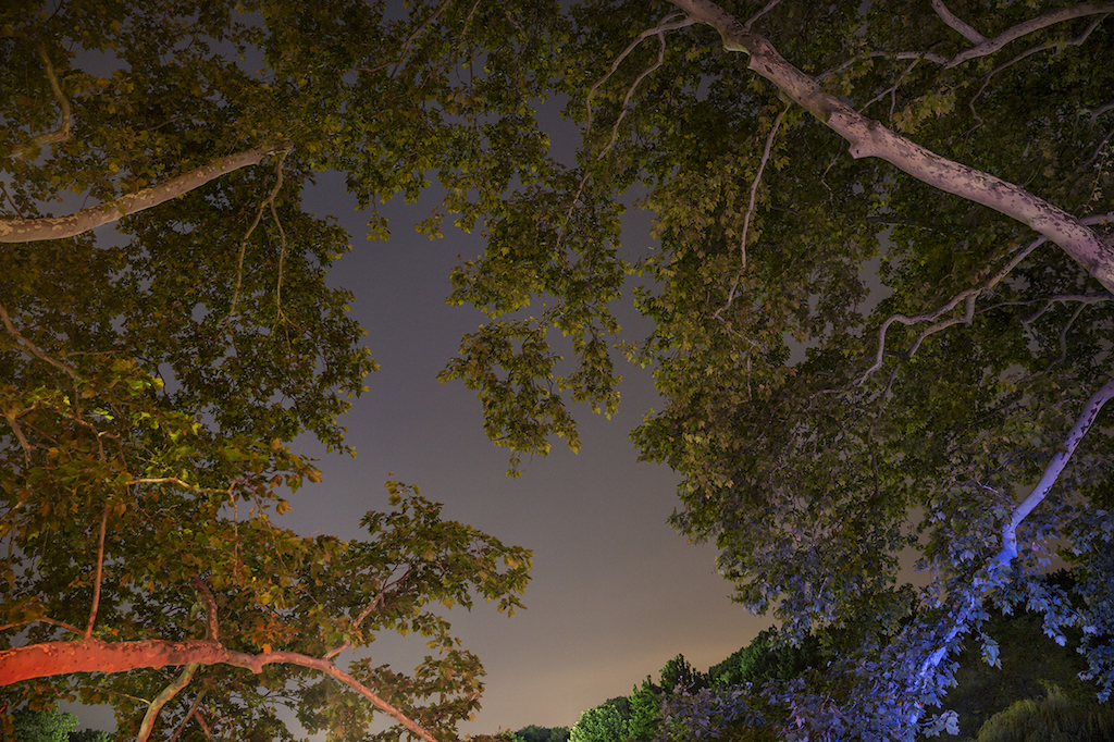 More Night Trees
