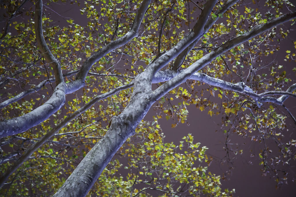 More Night Trees