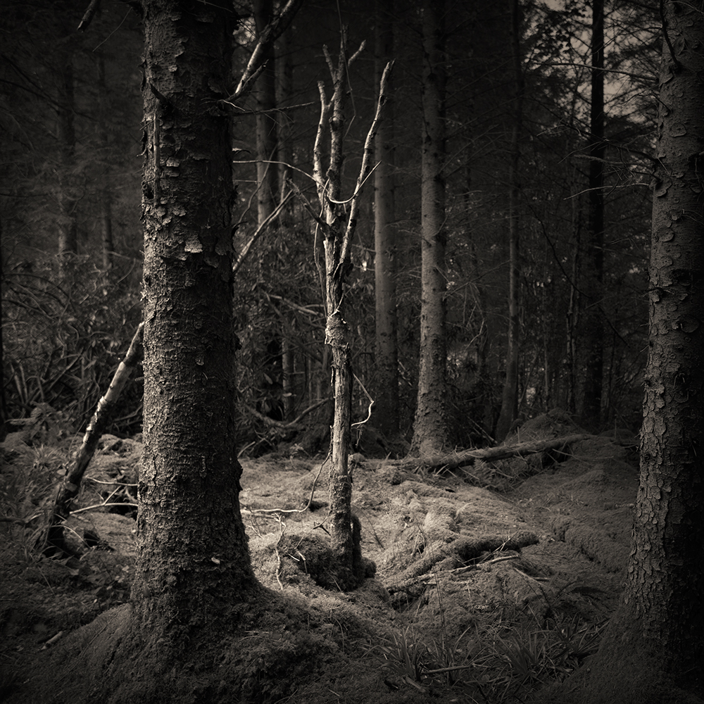 Ballad from a wood 1