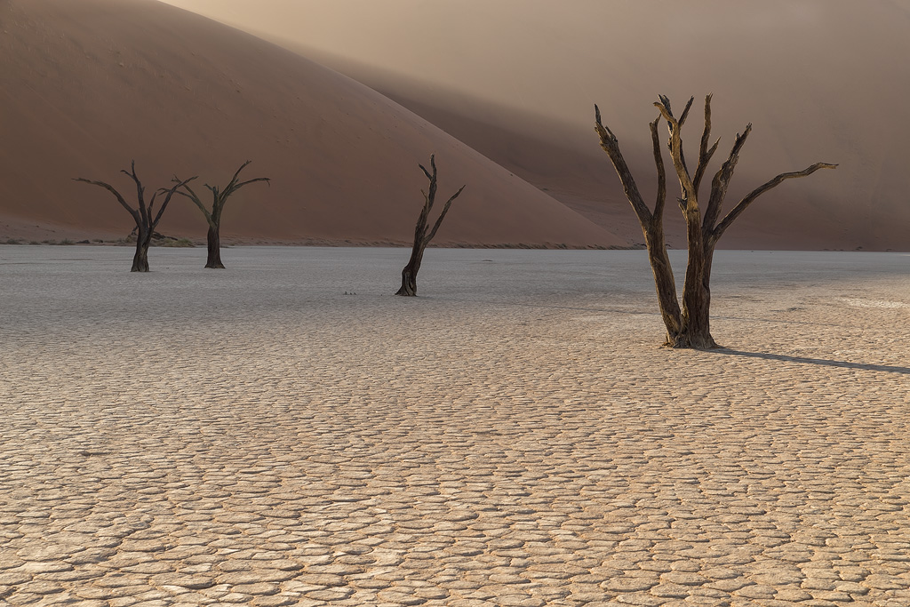 The Trees of Deadvlei