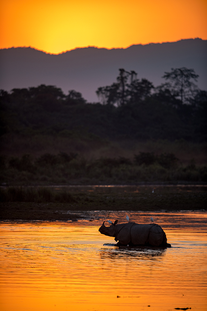 Majestic Rhino in Kaziranga National Park