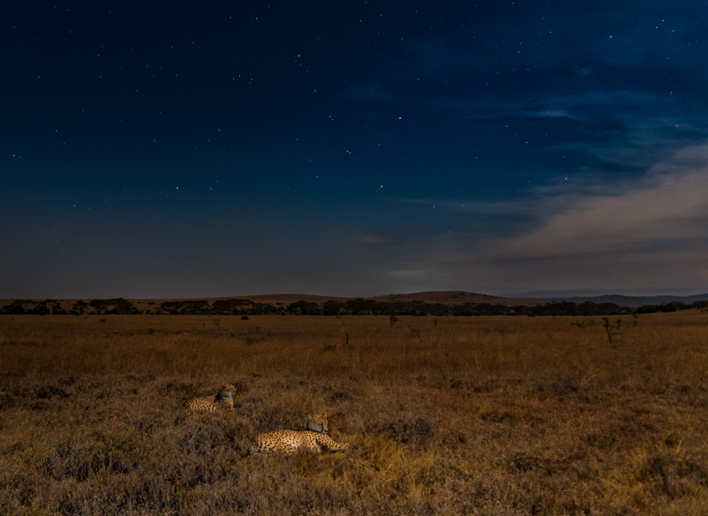 Cheetahs by night