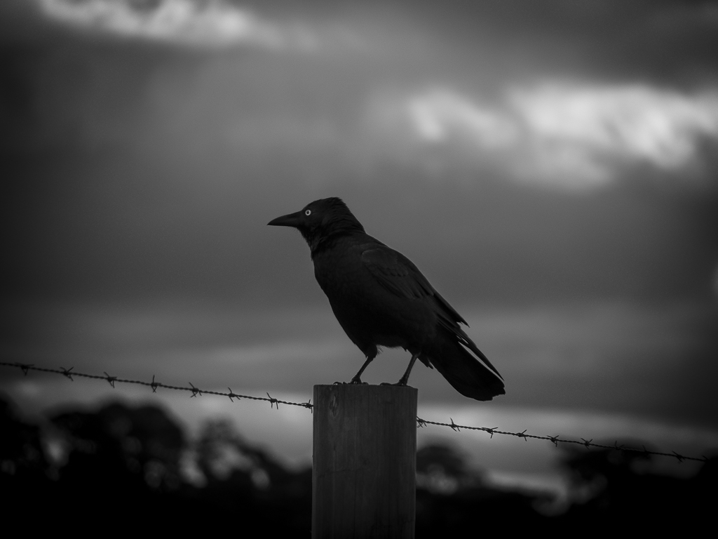 Crow Eyed