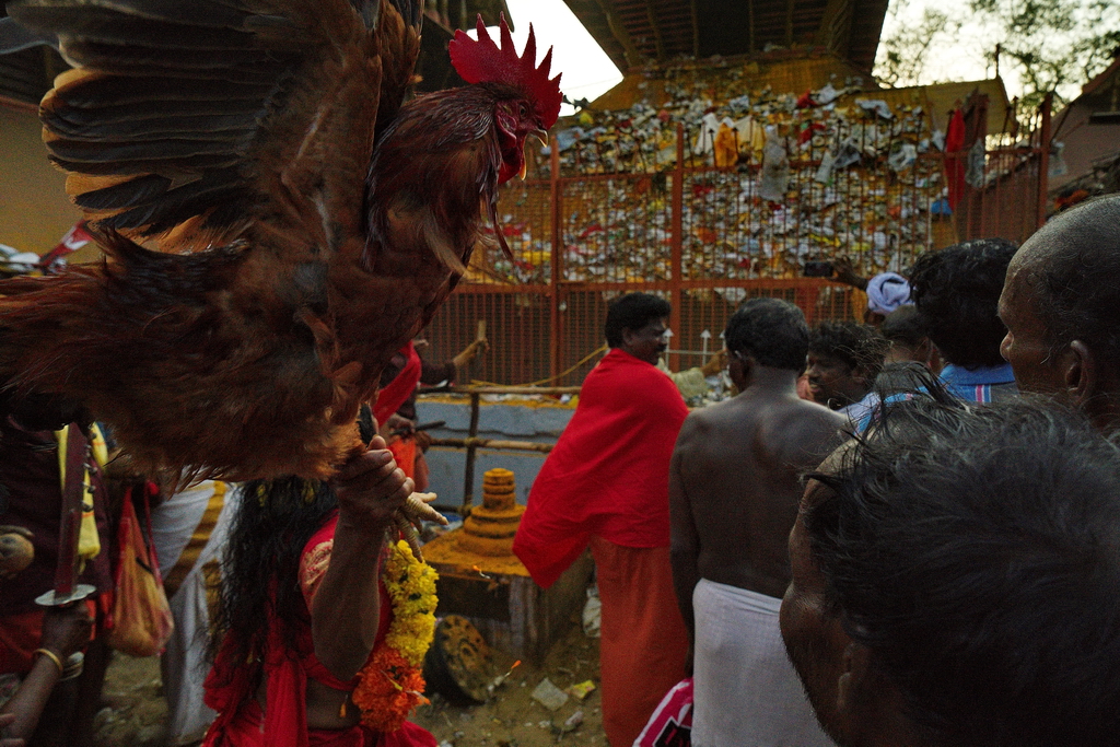 Bharani festival
