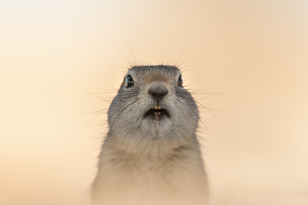 Portraits of North American mammals from the grasslands