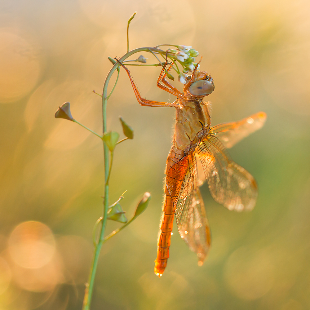  Princess dragonfly
