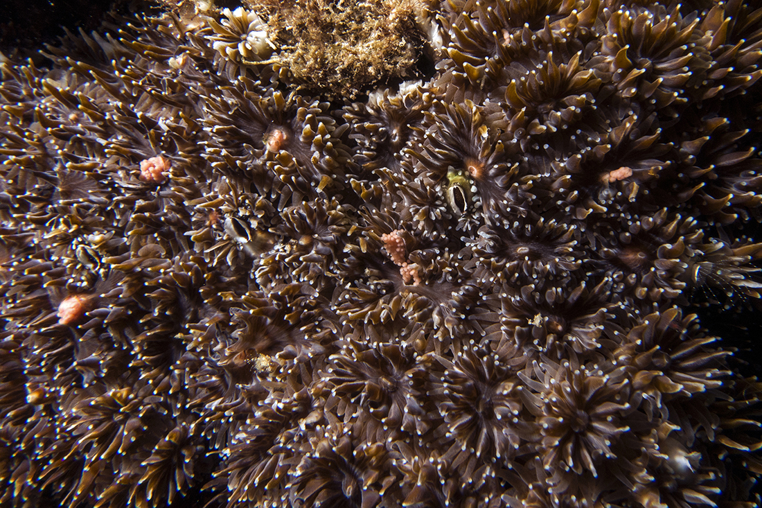 Coral close-ups