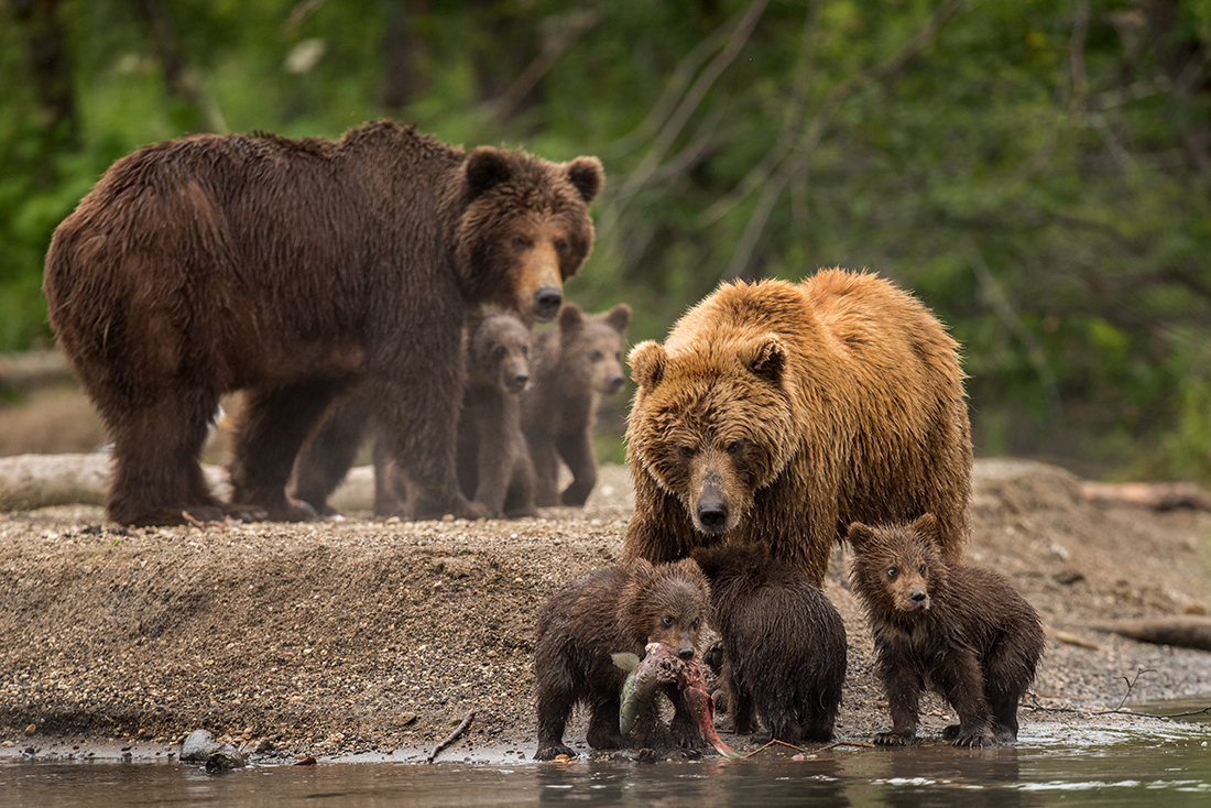 Bear Family Life in Kamchatka