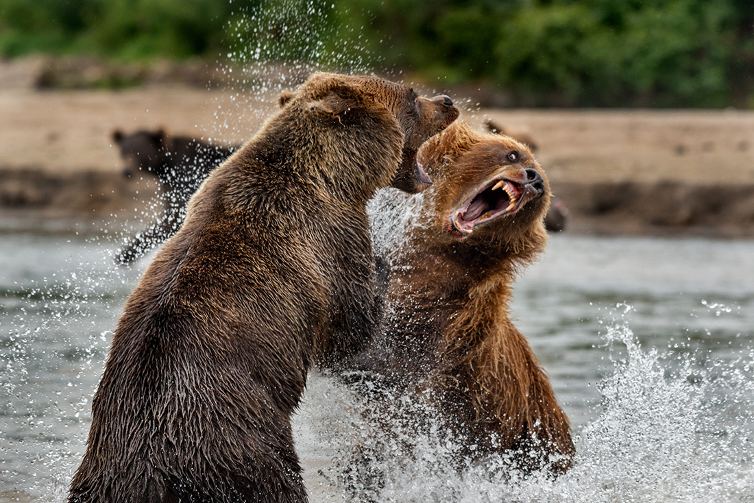 Bear Family Life in Kamchatka