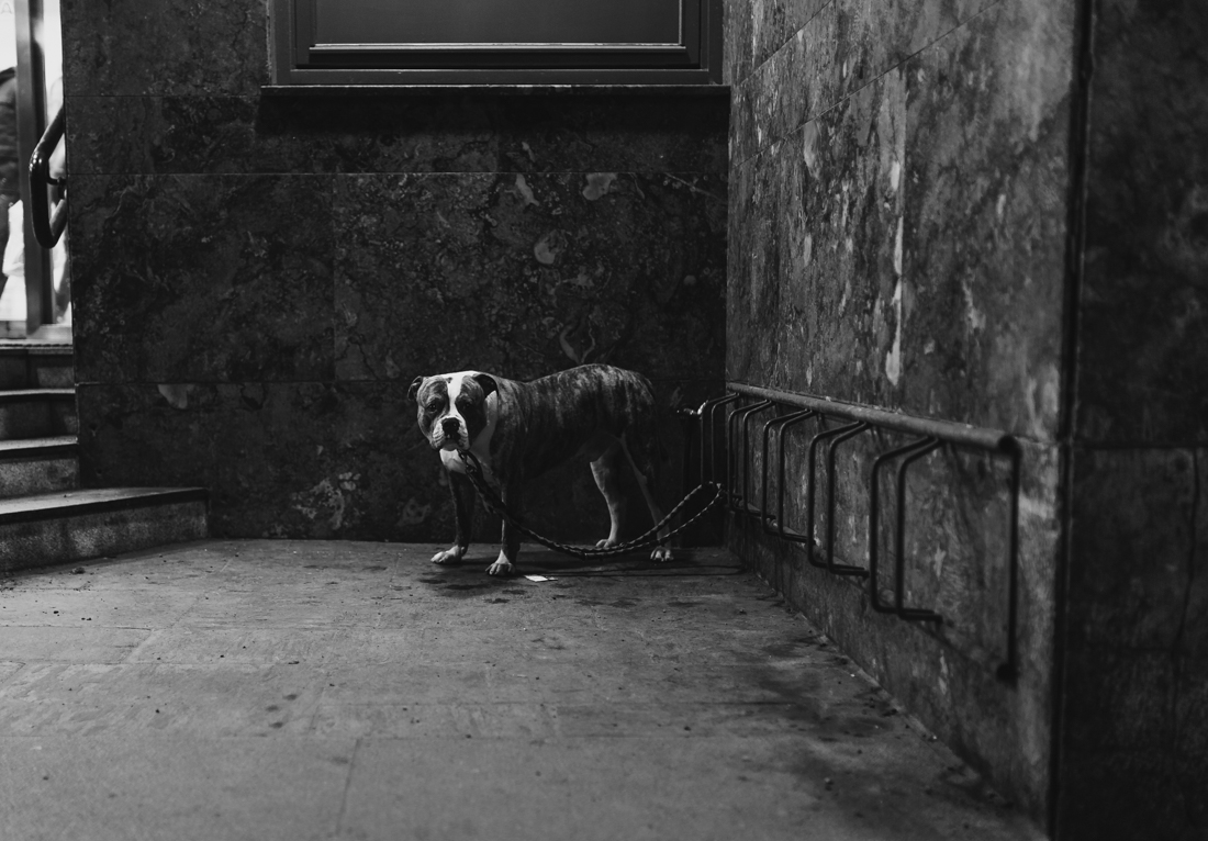 Dog waiting for owner.