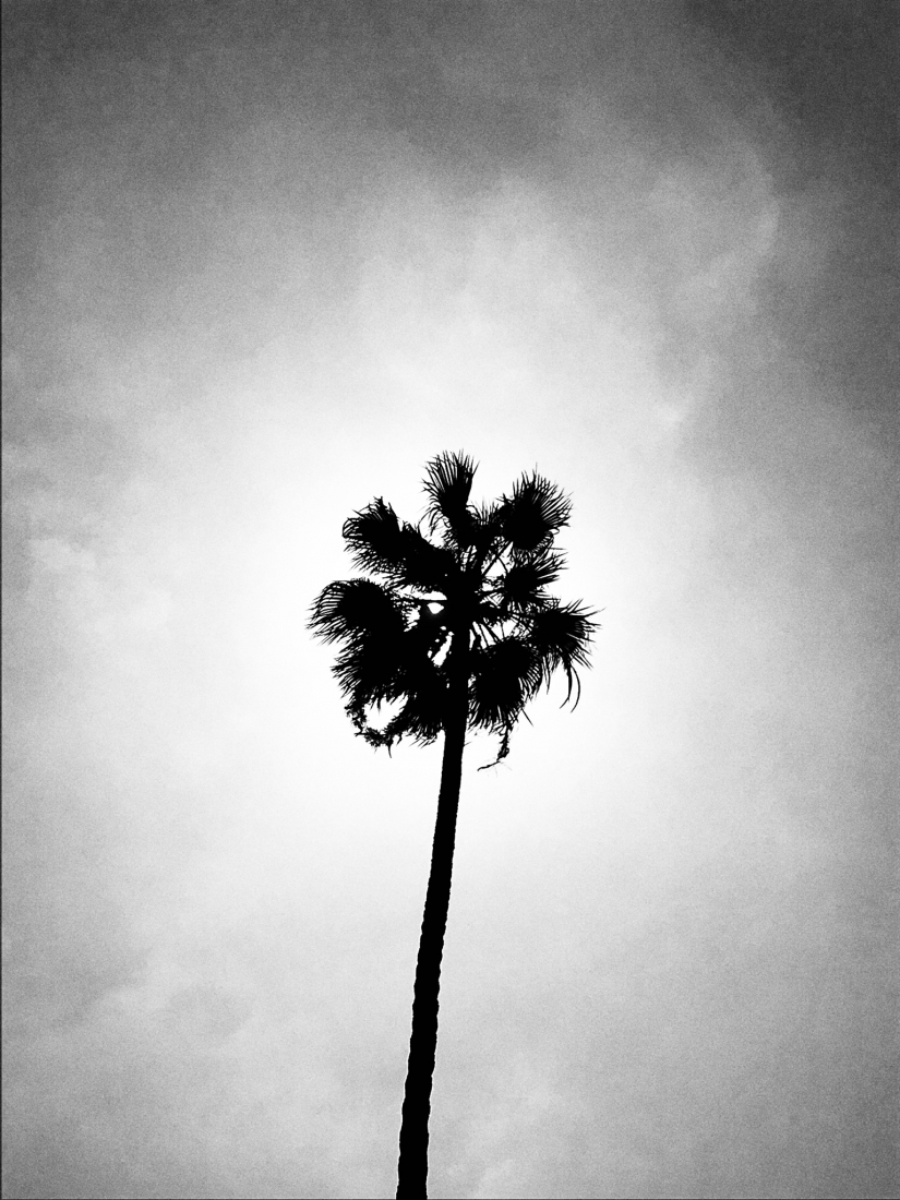 Noir Palm