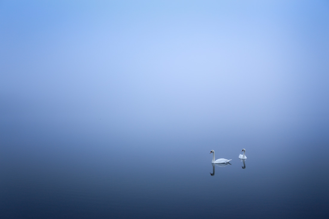 Swans in the Fog