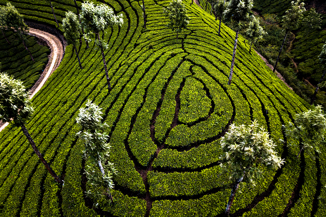 Tea plantations in Munnar