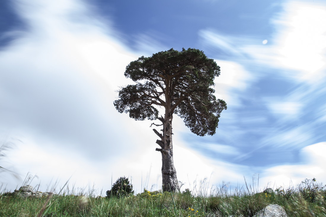Lonesome Pine (to the Sentinel)