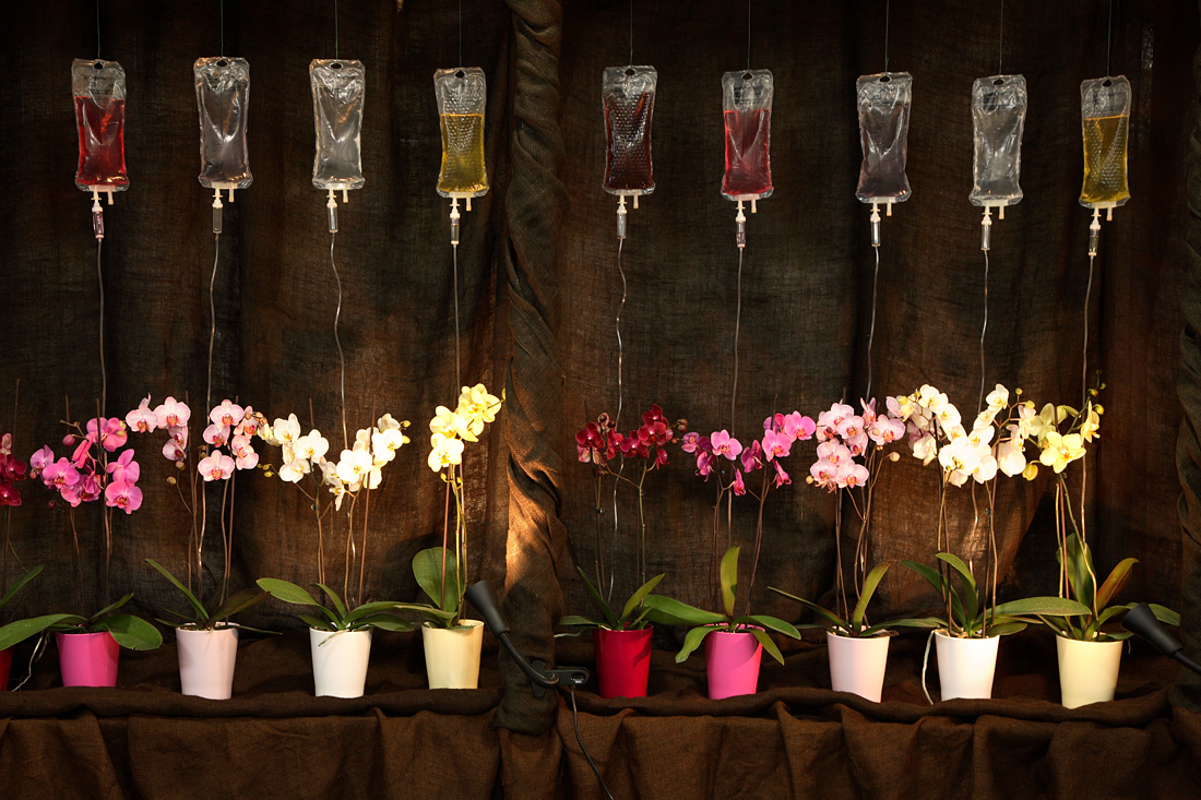 Orchids under a drip