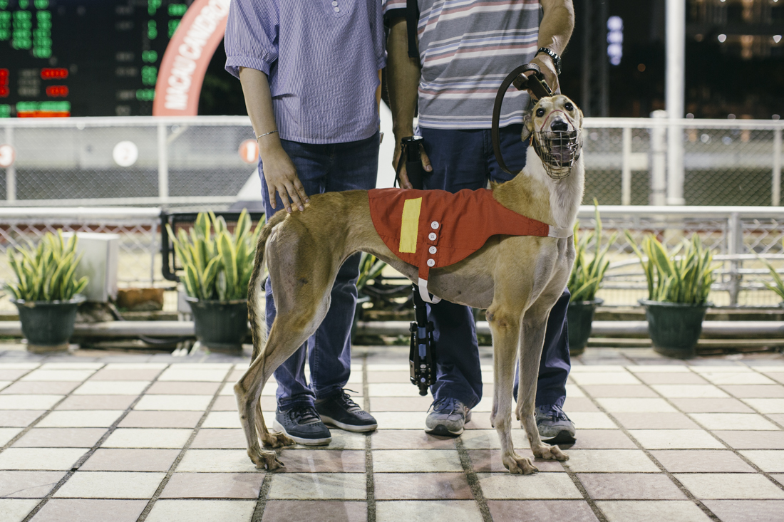 Last Greyhound Racing in Asia