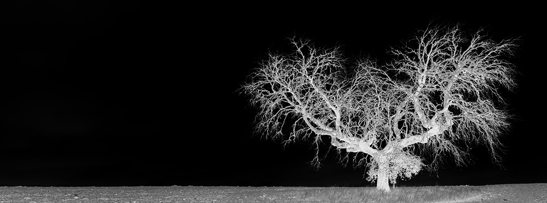 Loneliness tree