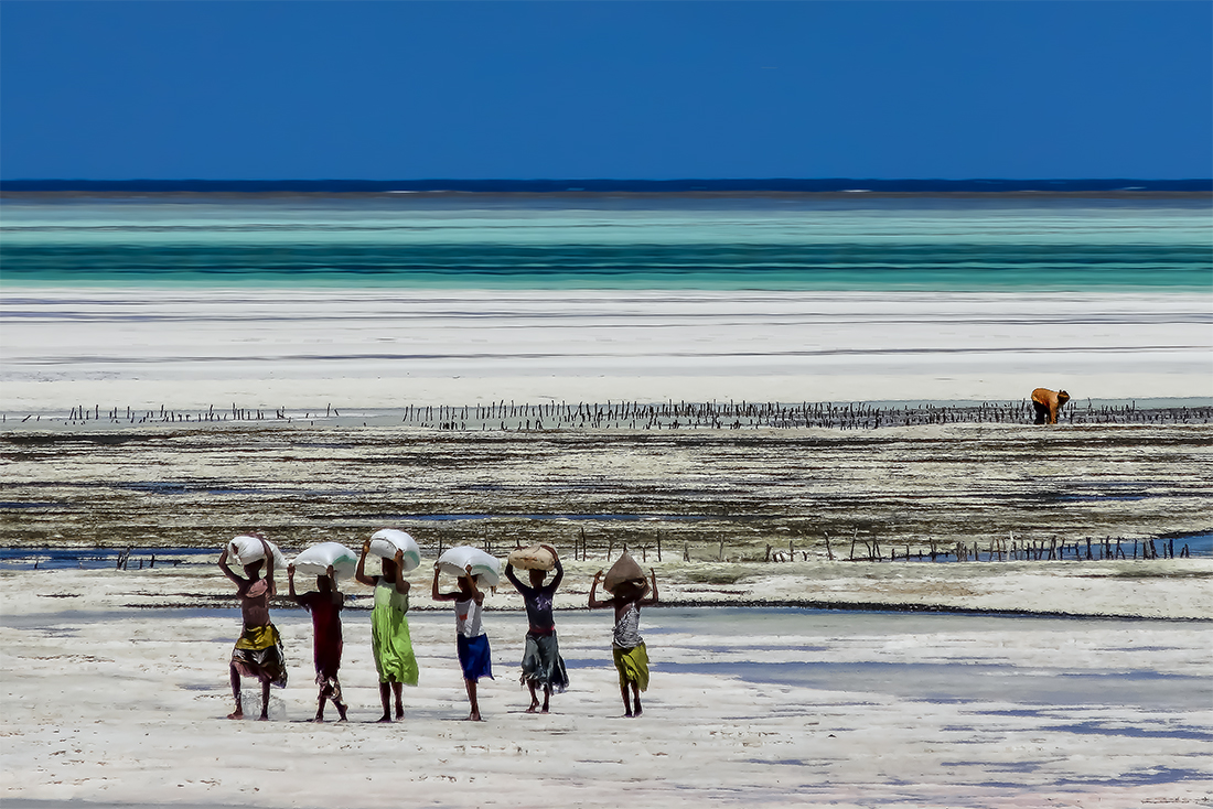 Porteuses d'algues à Zanzibar