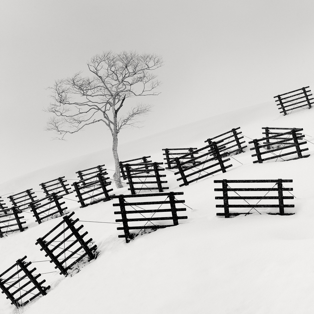 Snow Fences