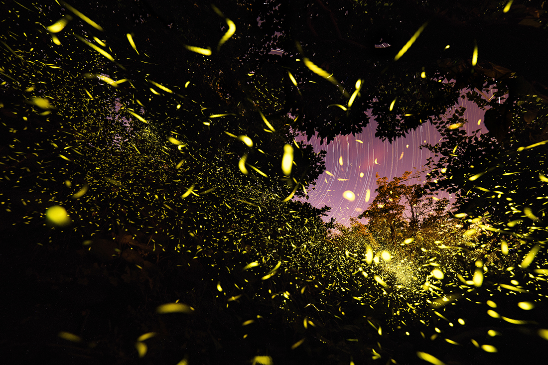 Explosion of fireflies
