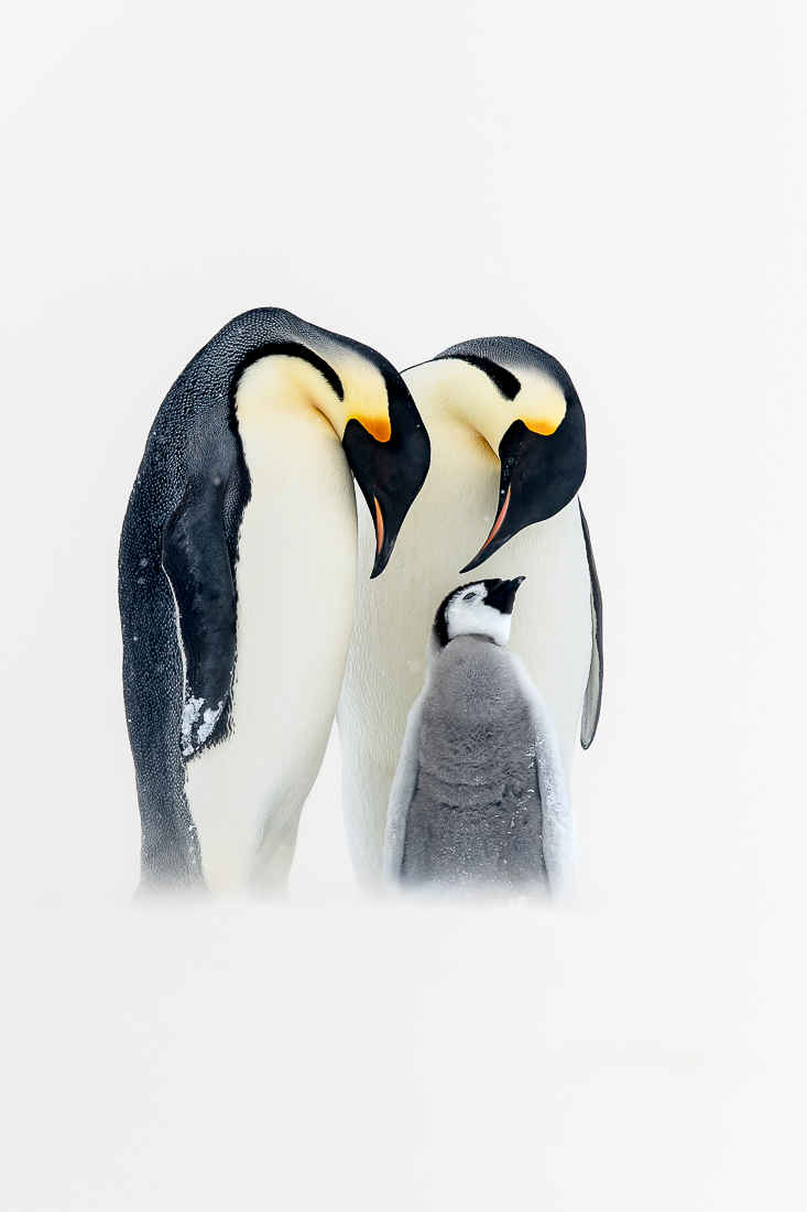 Emperor Penguin Parenting 2