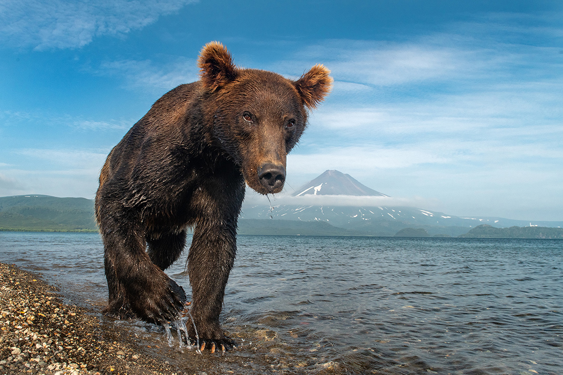 Brown Bear in Lake Kuril