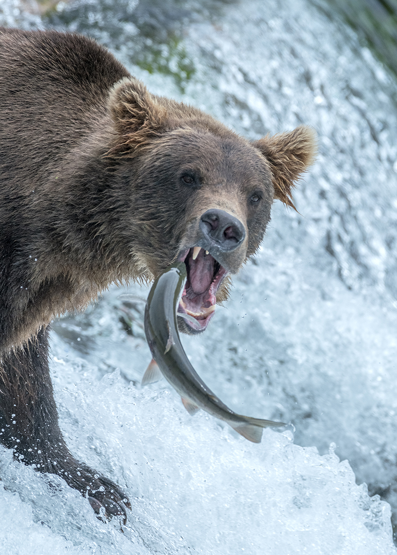 Bear in the wilds of Alaska