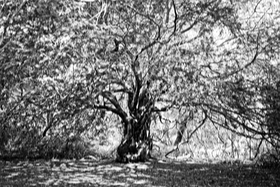 Mystical Oak