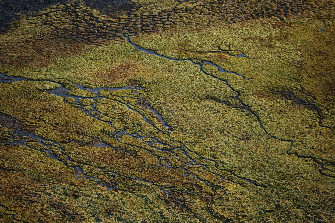 Summer texture of the Arctic.