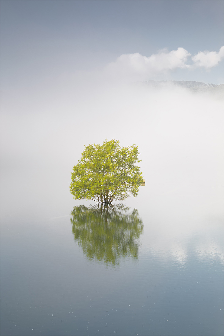 The floating tree