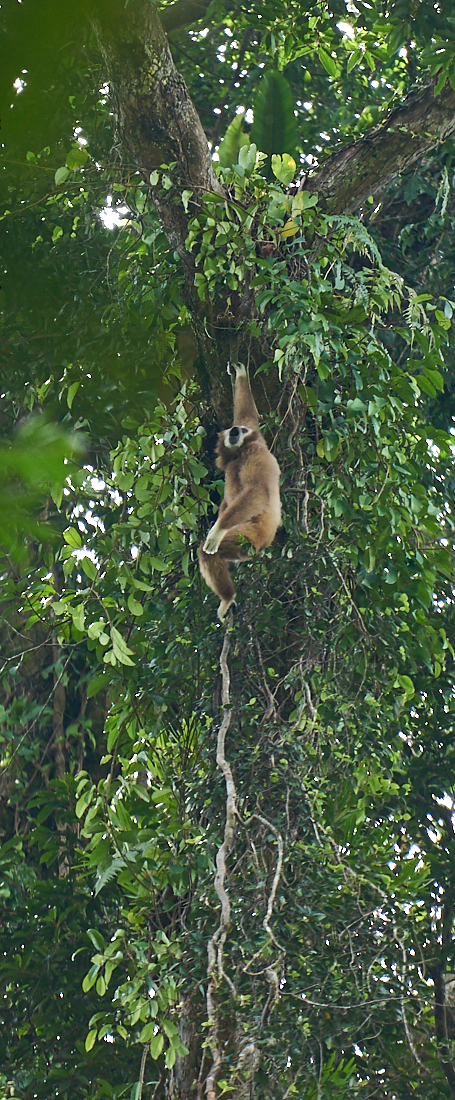 White Handed Gibbon, Northern Sumatra