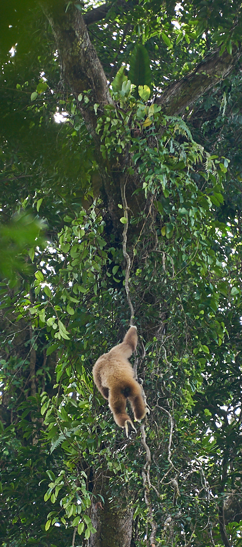 White Handed Gibbon, Northern Sumatra