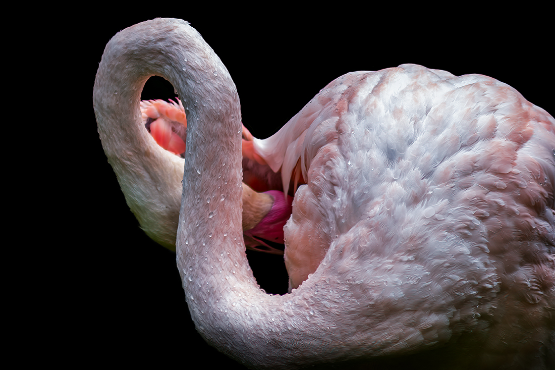 Strange Flamingos