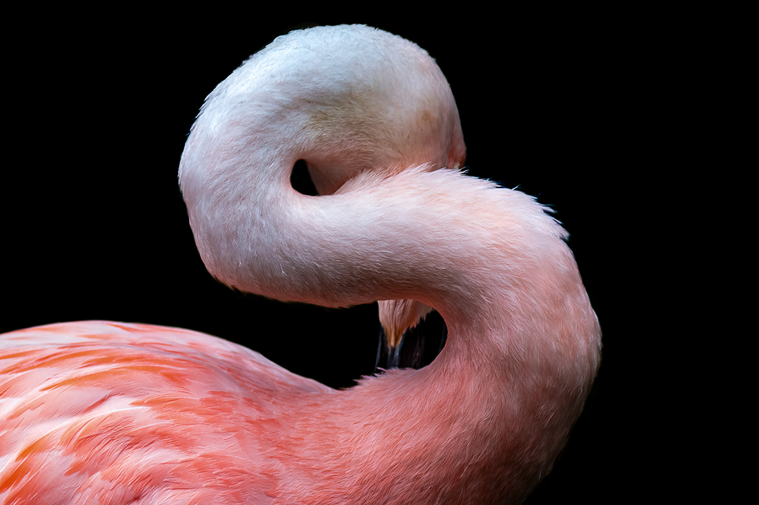 Strange Flamingos