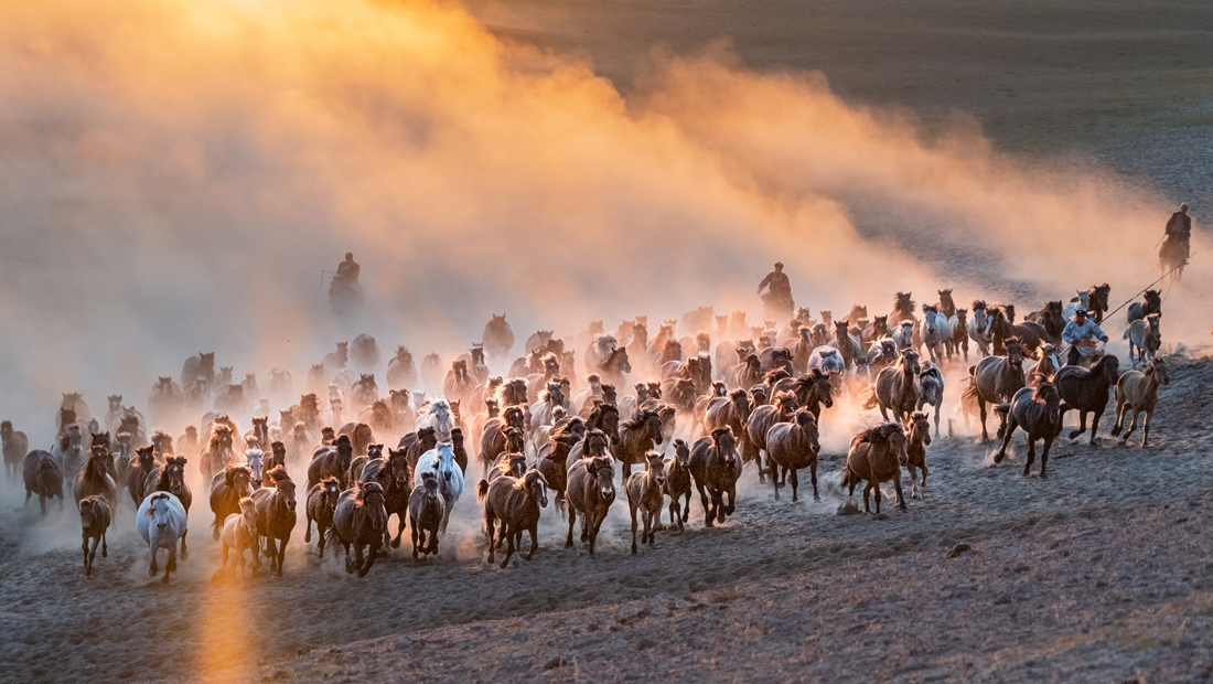 Horses galloping in the sunset