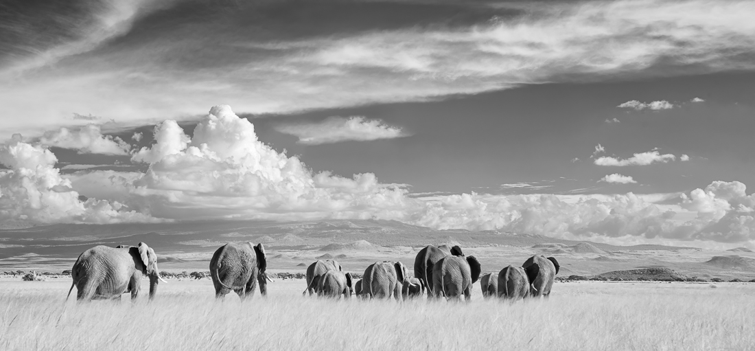 Elephants of Amboseli 2020
