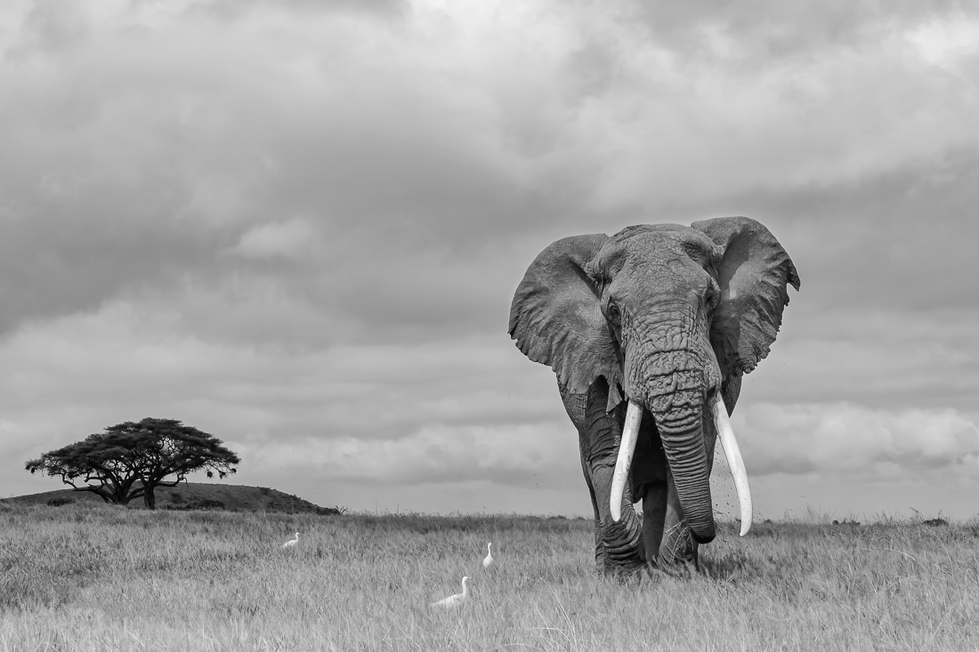 Elephants of Amboseli 2020
