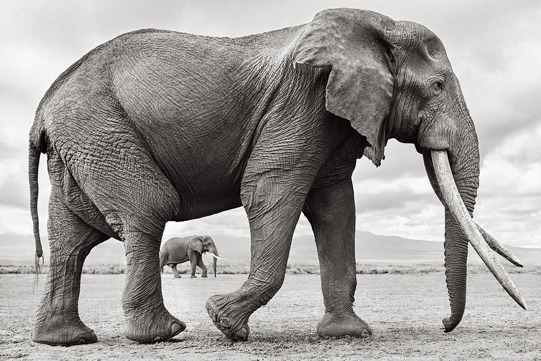 Colossal Shadows: Super Tuskers of East Africa