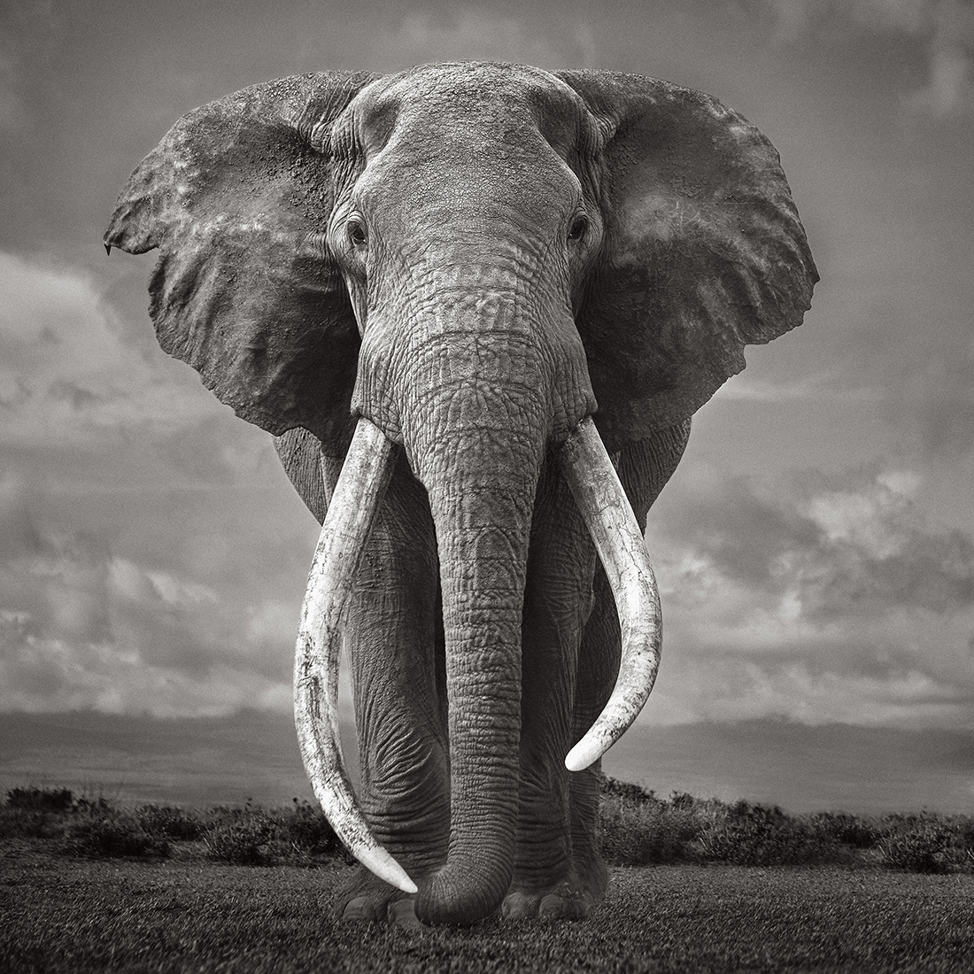 Colossal Shadows: Super Tuskers of East Africa