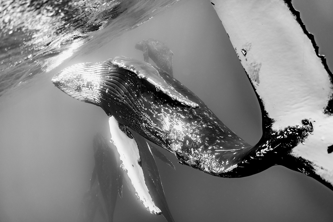 Humpback whale in Tonga island