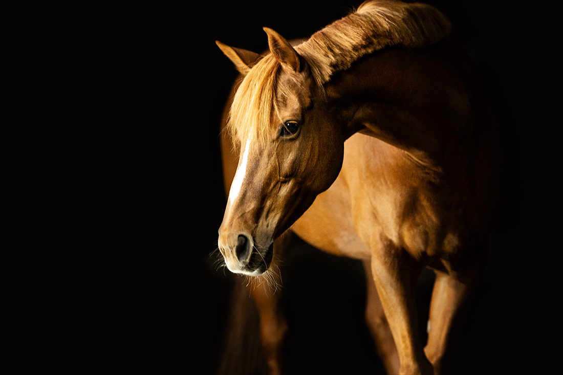 Horses in light and shadow
